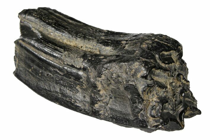 Pleistocene Aged Fossil Horse Tooth - Florida #122578